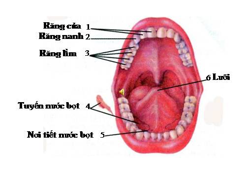 Bài 25. Tiêu hóa ở khoang miệng