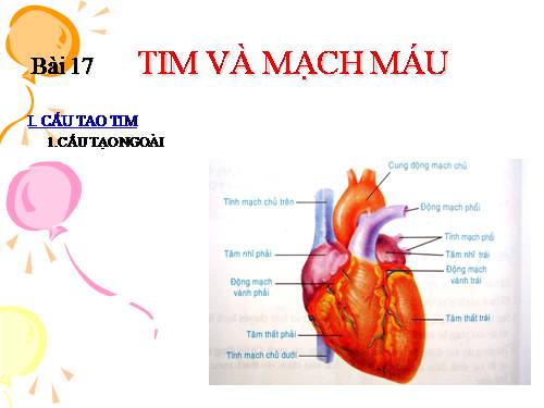 Bài 17. Tim và mạch máu