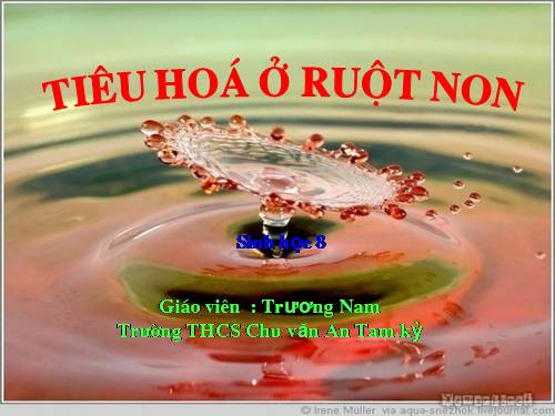 Bài 28. Tiêu hóa ở ruột non