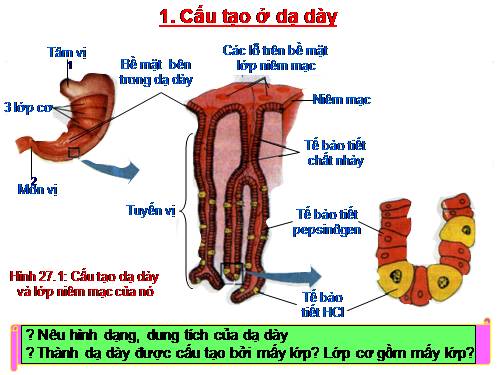 Bài 27. Tiêu hóa ở dạ dày