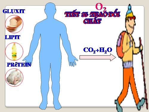 Bài 31. Trao đổi chất