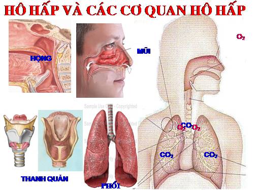 Bài 20. Hô hấp và các cơ quan hô hấp