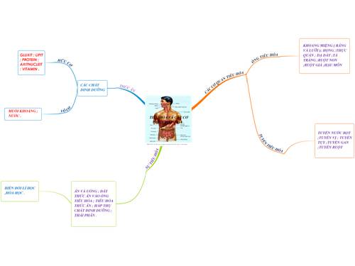 BẢN ĐỒ TƯ DUY : TIÊU HÓA