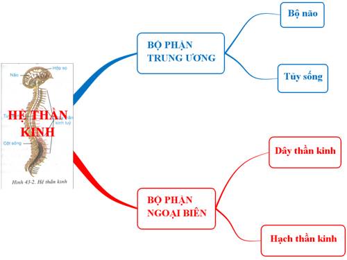 Sơ đồ tư duy cấu tạo hệ thần kinh