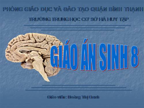 Bài 46. Trụ não. Tiểu não. Não trung gian