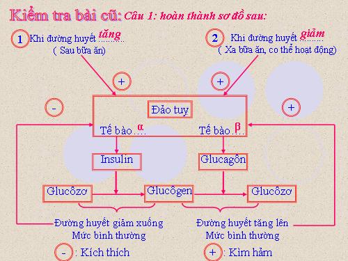 Bài 58. Tuyến sinh dục