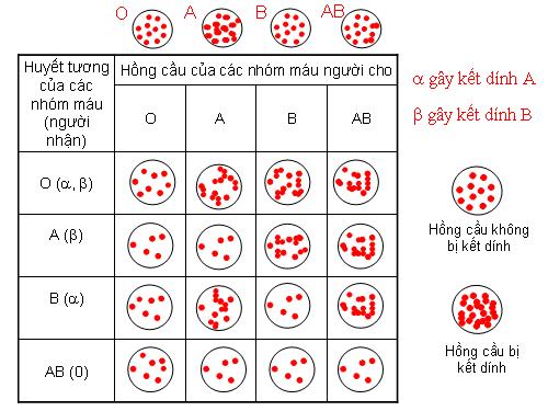 HIệu ứng bài 15truyền máu