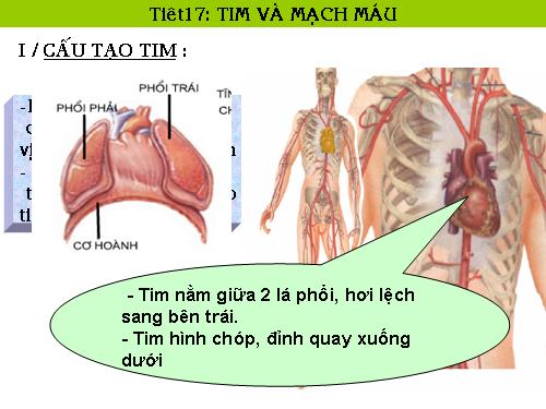 Bài 17. Tim và mạch máu