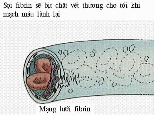 bài 15. đông máu và nguyên tắc truyền maýu