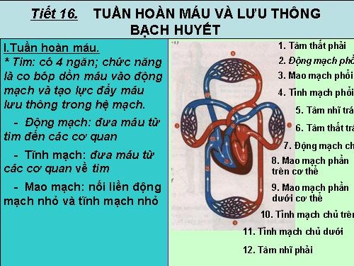 Bài 16. Tuần hoàn máu và lưu thông bạch huyết