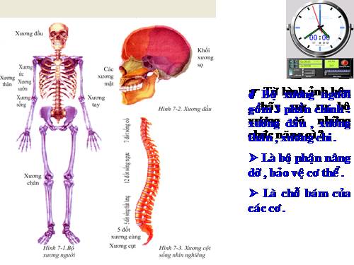 Bài 8. Cấu tạo và tính chất của xương