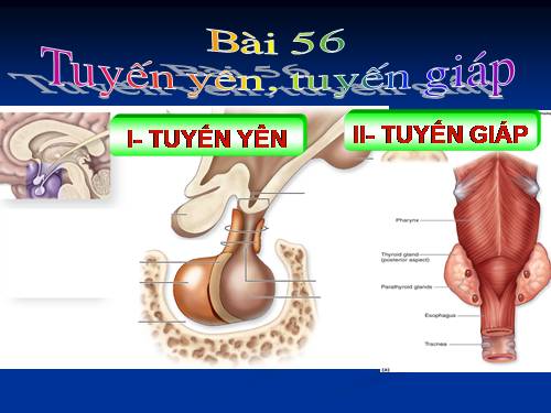 Bài 56. Tuyến yên, tuyến giáp