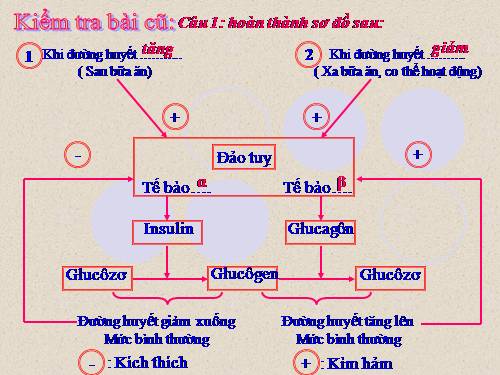 Bài 58. Tuyến sinh dục