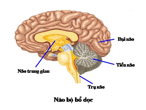 Bài 47. Đại não