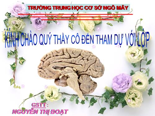 Bài 47. Đại não