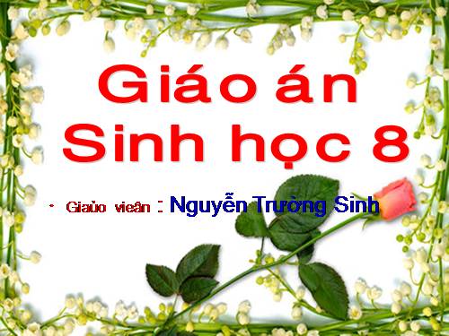 Bài 46. Trụ não. Tiểu não. Não trung gian