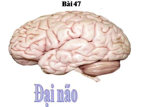 Bài 47. Đại não