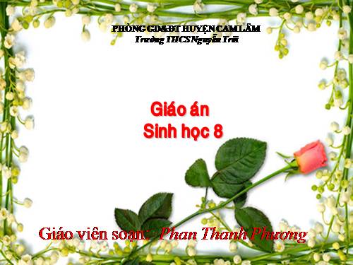 Bài 46. Trụ não. Tiểu não. Não trung gian