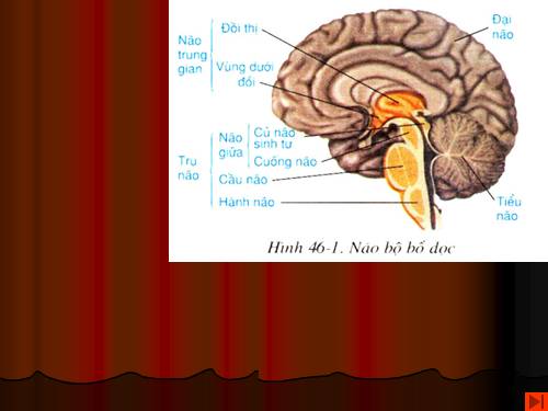 Bài 46. Trụ não. Tiểu não. Não trung gian