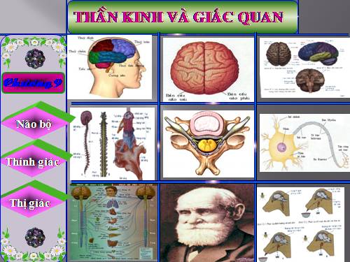 Bài 43. Giới thiệu chung hệ thần kinh