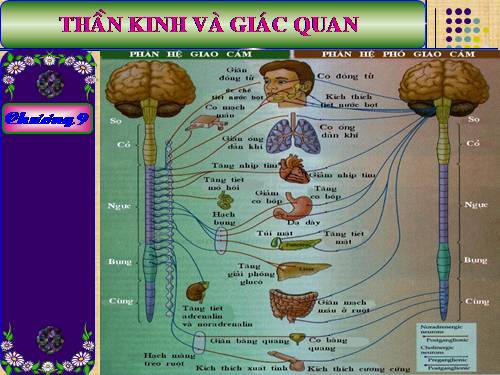 Bài 43. Giới thiệu chung hệ thần kinh