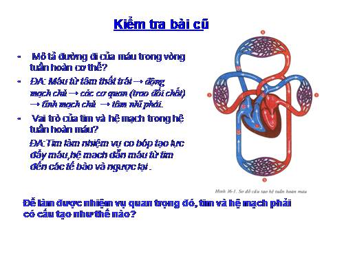Bài 17. Tim và mạch máu