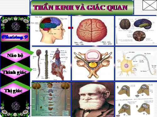 Bài 43. Giới thiệu chung hệ thần kinh