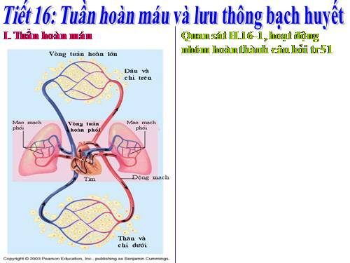 Bài 16. Tuần hoàn máu và lưu thông bạch huyết