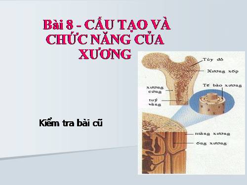 Bài 8. Cấu tạo và tính chất của xương