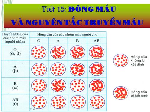 Bài 15. Đông máu và nguyên tắc truyền máu