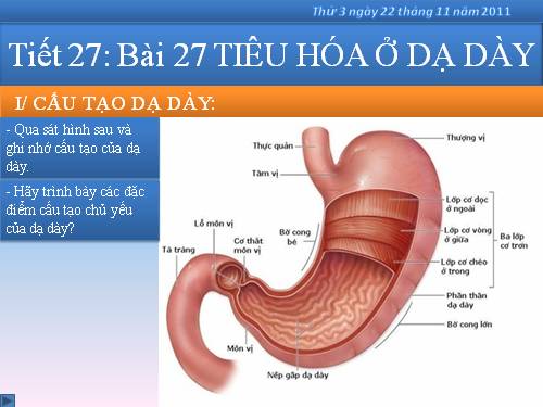 Bài 27. Tiêu hóa ở dạ dày