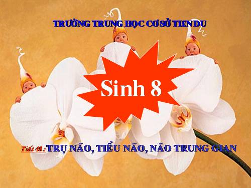 Bài 46. Trụ não. Tiểu não. Não trung gian