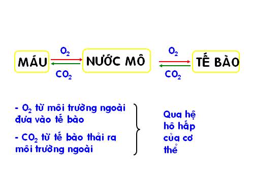 Bài 20. Hô hấp và các cơ quan hô hấp