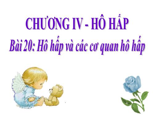 Bài 20. Hô hấp và các cơ quan hô hấp