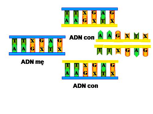 ADN và bản chất của gen