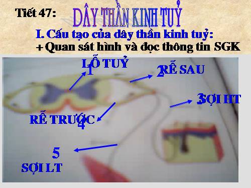 Bài 45. Dây thần kinh tủy