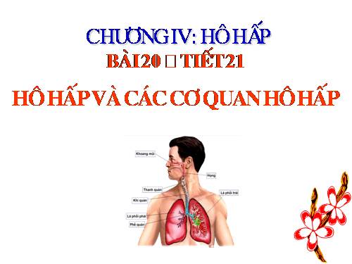 Bài 20. Hô hấp và các cơ quan hô hấp