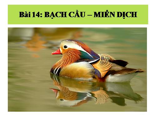 Bài 14. Bạch cầu- Miễn dịch