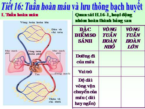 Bài 16. Tuần hoàn máu và lưu thông bạch huyết