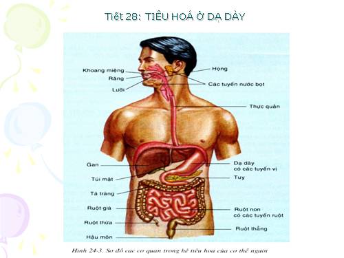 Bài 27. Tiêu hóa ở dạ dày