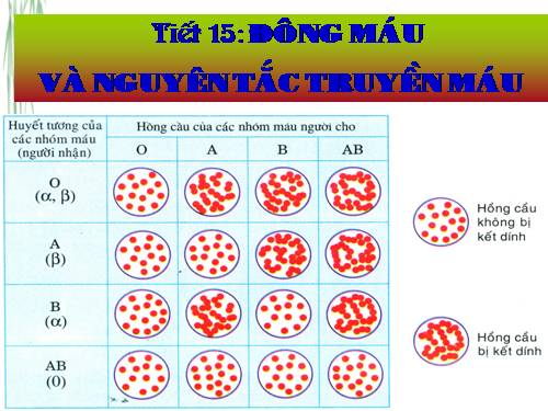 Bài 15. Đông máu và nguyên tắc truyền máu