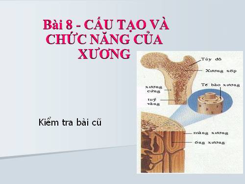 Bài 8. Cấu tạo và tính chất của xương