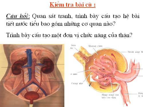 Bài 39. Bài tiết nước tiểu