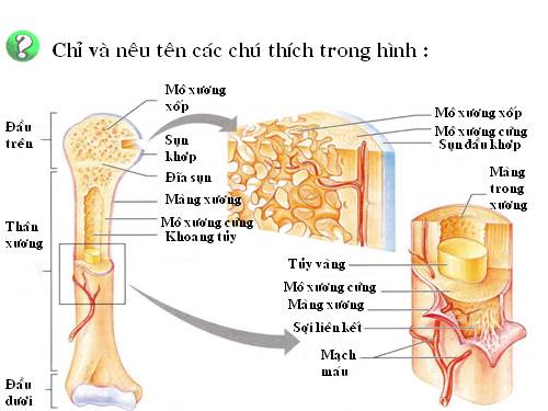 Bài 9. Cấu tạo và tính chất của cơ