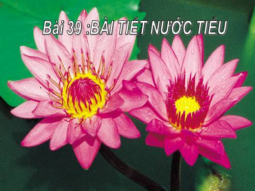 Bài 39. Bài tiết nước tiểu