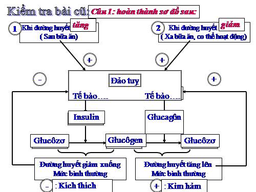 Bài 58. Tuyến sinh dục