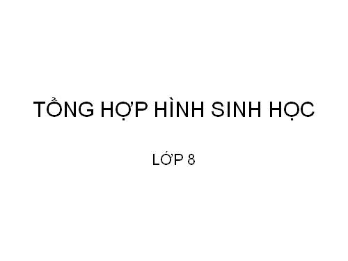 TỔNG HỢP HÌNH SINH 8