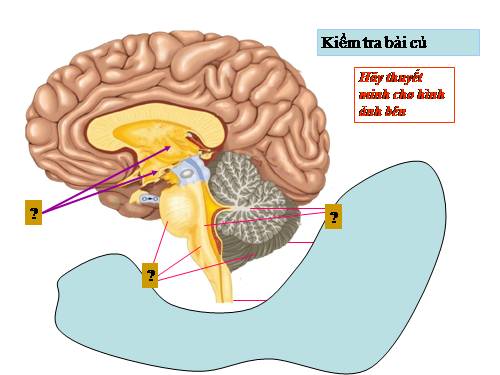 Bài 47. Đại não