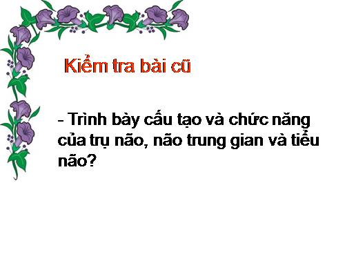 Bài 47. Đại não