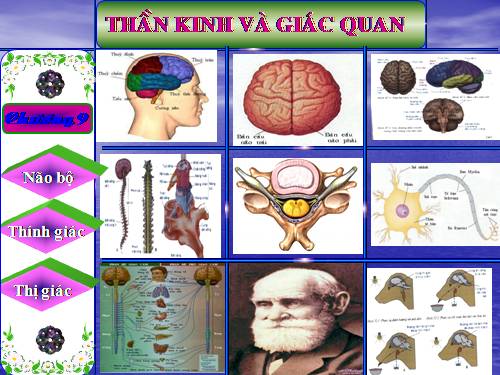 Bài 43. Giới thiệu chung hệ thần kinh